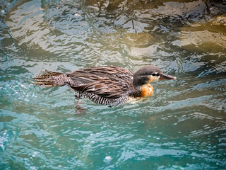 Female Chilean Torrent Duck swims against the powerful currents of mountain rivers.