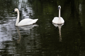 A view of 2 Trumpeter Swans
