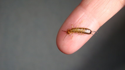 Earwig on finger, hand on white background.
Earwigs will use their pincers to defend themselves.
close up of earwigs.
closeup earwigs
animals, animal, bugs, bug, insects, insect, wildlife, wild nature