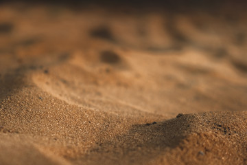 grains of sand close-up. survival in harsh conditions. lifeless desert