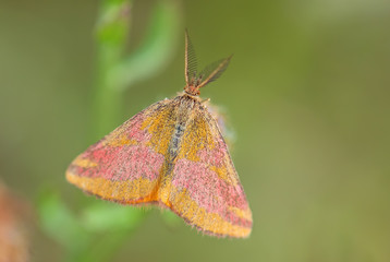Purple-barred Yellow moth - Lythria cruentaria, beautiful colored moth from European meadows and grasslands, Havraniky, Czech Republic.