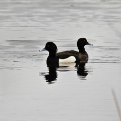 Tufted duck in the water