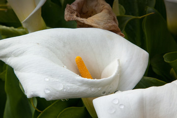 Calla Lily with dew