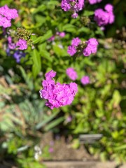 Obraz premium pink flowers in the garden