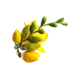 Beautiful yellow freesia flowers on white background