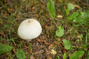 pieczarka ,Agaricus © Marcin Łazarczyk