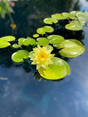 Obraz na płótnie Canvas water lily in a pond