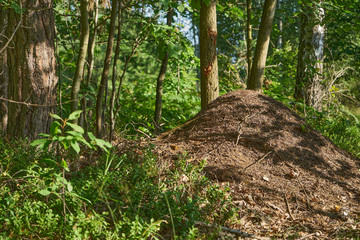 mrowisko, mrówki, las, drzewa  © Marcin Łazarczyk