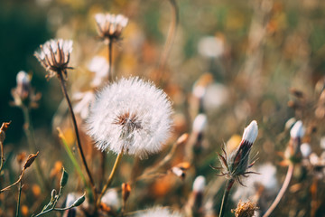 dandelion in the field. orange tones. autumn is coming