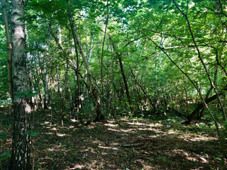 Hiking in forest during sunny day shows the real beauty of nature