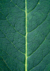 A closeup of a sheet to be overlaid under the texture