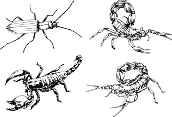 vector drawings sketches different insects bugs Scorpions spiders drawn in ink by hand , objects with no background