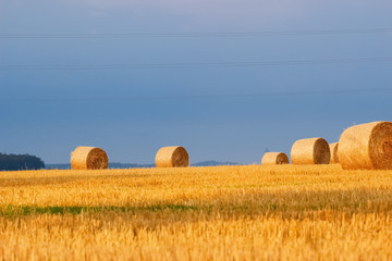 Fototapeta premium Natural bright background.Round bales of hay on a mown field on a background of blue sky. Rural farming.The grain harvest, and harvesting.