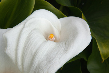 Fototapeta na wymiar Calla Lily in the garden