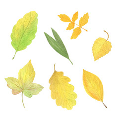 Autumn yellow and greenish leaves set watercolor illustration seasonal image, symbol of autumn, vintage and romantic style for harvest time autumn celebrations
