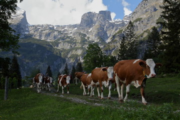 Fototapeta na wymiar Werfenweng in Salzburgerland
