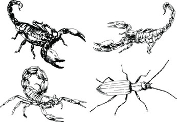 vector drawings sketches different insects bugs Scorpions spiders drawn in ink by hand , objects with no background