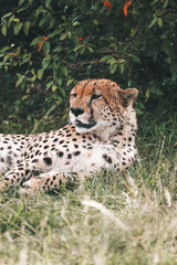 wild Animals - Safari - Big five - Afrika	