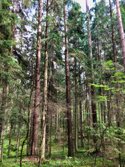 Ancient pine forest in Karelia