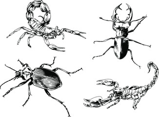 vector drawings sketches different insects bugs Scorpions spiders drawn in ink by hand , objects with no background