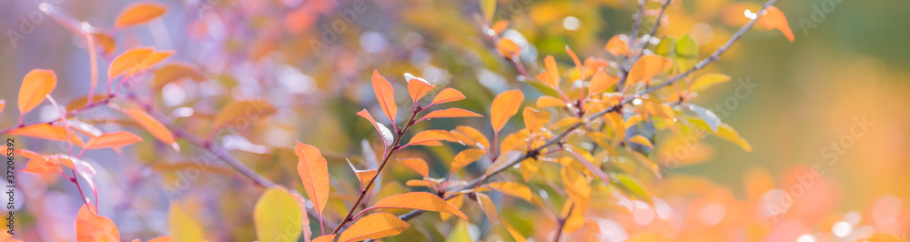 Wall mural beautiful panoramic autumn scenery with colorful leaves and bokeh background