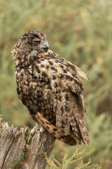 Eurasian eagle-owl sitting on a tree stump