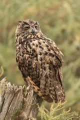 Eurasian eagle-owl sitting on a tree stump
