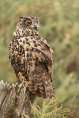 Eurasian eagle-owl sitting on a tree stump