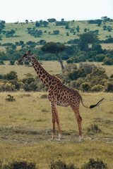 Naklejka na ściany i meble wild Animals - Safari - Big five - Afrika 