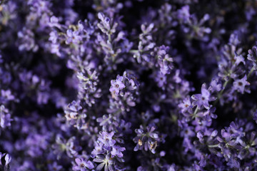 Beautiful lavender flowers as background, closeup view