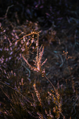 Pruble violet heath plant blooming in summer with sunset contrastful light. Lüneburger Heide, Lüneburg Heath in Lower Saxony, Germany