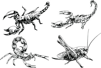 vector drawings sketches different insects bugs Scorpions spiders drawn in ink by hand , objects with no background