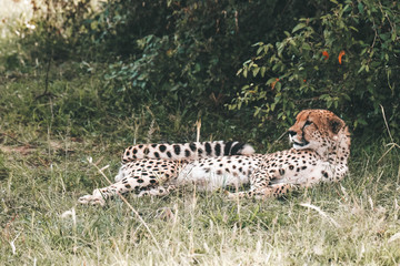 wild Animals - Safari - Big five - Afrika	