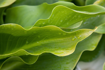 Calla Lily leaves