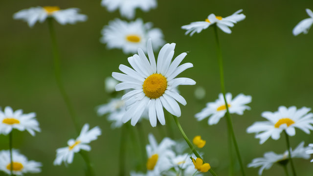 Stokrotka 이미지 – 찾아보기 1,679 스톡 사진, 벡터 및 비디오 | Adobe Stock