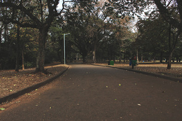 road in the park