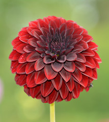 Dahlia