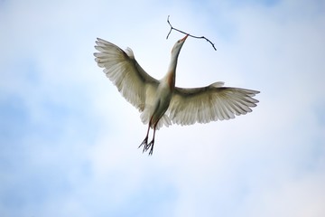 Cattle Egret