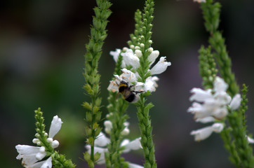 bee on a flower
