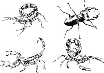 vector drawings sketches different insects bugs Scorpions spiders drawn in ink by hand , objects with no background