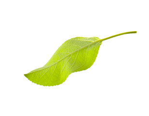 Green leaf of apple tree isolated on white