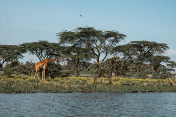 wild Animals - Safari - Big five - Afrika	