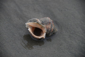 shell on the beach
