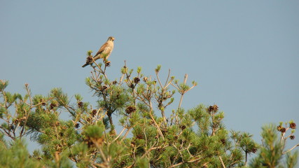 Falcon , male common Kestrel
Bird alone on a branch in Summer on blue sky background.
Beautiful bird  on the tree (falcon, Kestrel, hawk ) in nature, wildlife, wild nature, woods, forest, garden, city