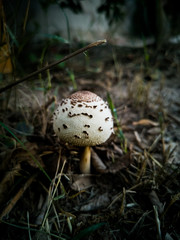 mushrooms in the forest