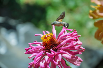 Butterfly roisterer collects nectar from a flower.