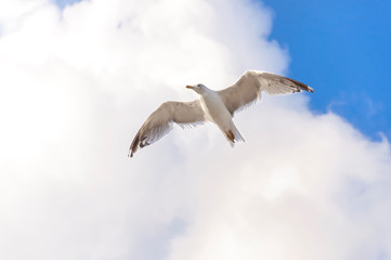 Seagull, clouds and blue sky.