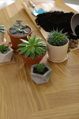 Beautiful potted plants on wooden table at home. Engaging hobby