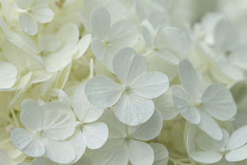 Blurred Beautiful white hydrangea or hortensia flower close up. Artistic natural background. A...