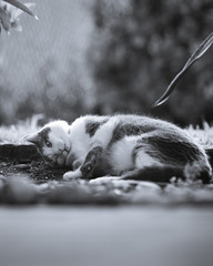 sleeping cat in the garden black and white